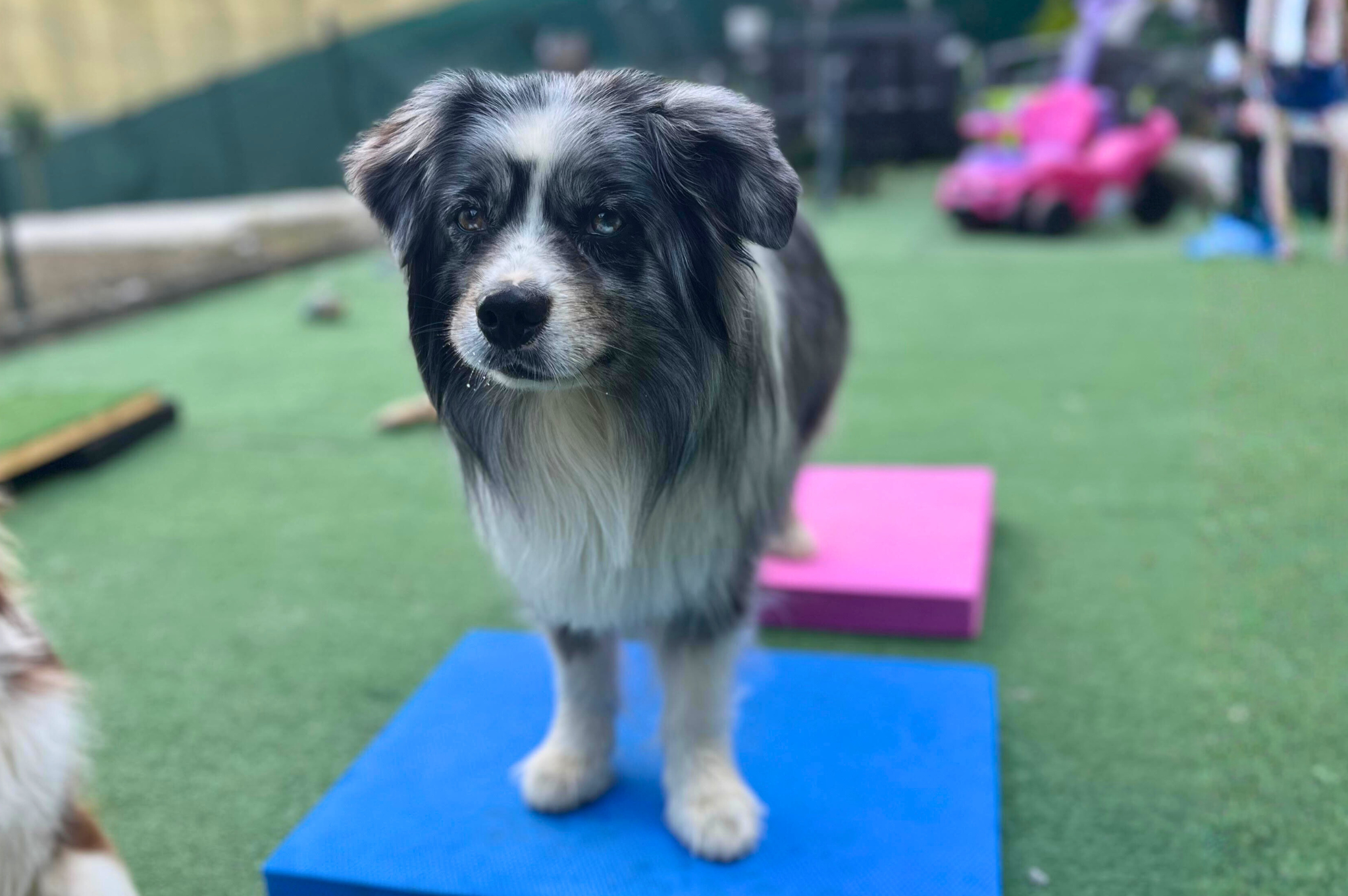 psie fitness cvičenie